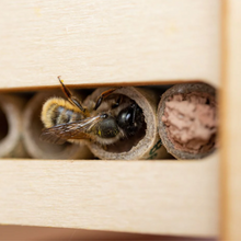 Beevive DIY Bee Hotel Kit Viva! Shop