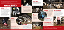 Dairy - The Cruel Deception Leaflets x 50