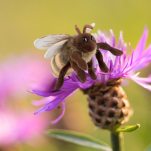 Living Nature European Honey Bee Toy Viva! Shop