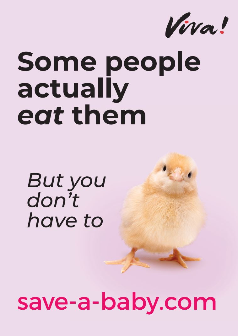 Save A Baby Chick Poster A3 Viva! Shop