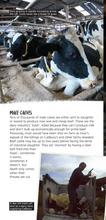 Viva! Animals Leaflets x 30 Viva! Shop