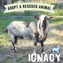 Adopt Ignacy the Goat Viva! Shop