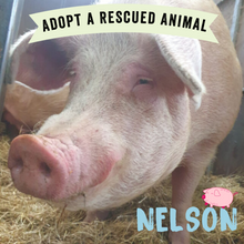 Adopt Nelson the Pig - Adoption Scheme - Viva! Shop