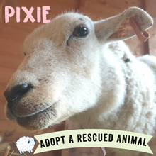 Adopt Pixie the Sheep - Adoption Scheme - Viva! Shop