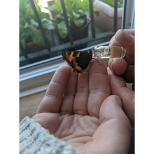 Beevive The Bee Revival Kit - Black Viva! Shop