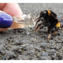 Beevive The Bee Revival Kit - Black Viva! Shop
