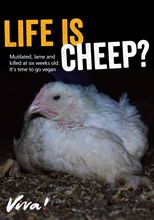 Life is Cheep?: Broiler Chicken Leaflets x 50 Viva! Shop 