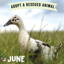 Adopt June the Duck