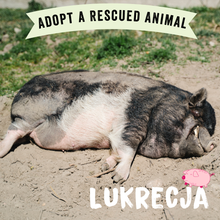 Adopt Lukrecja the Pig