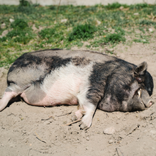 Adopt Lukrecja the Pig