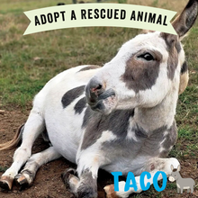 Adopt Taco the Donkey