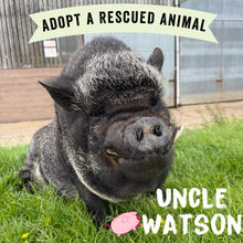 Adopt Uncle Watson the Pig