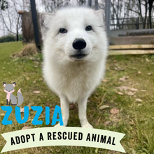Adopt Zuzia the Fox