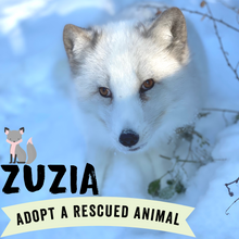 Adopt Zuzia the Fox