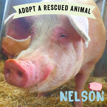 Adopt Nelson the Pig