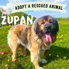 Adopt Zupan the Dog