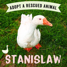 Adopt Stanisław the Goose