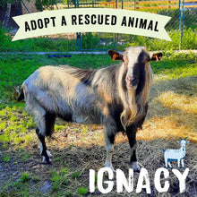 Adopt Ignacy the Goat