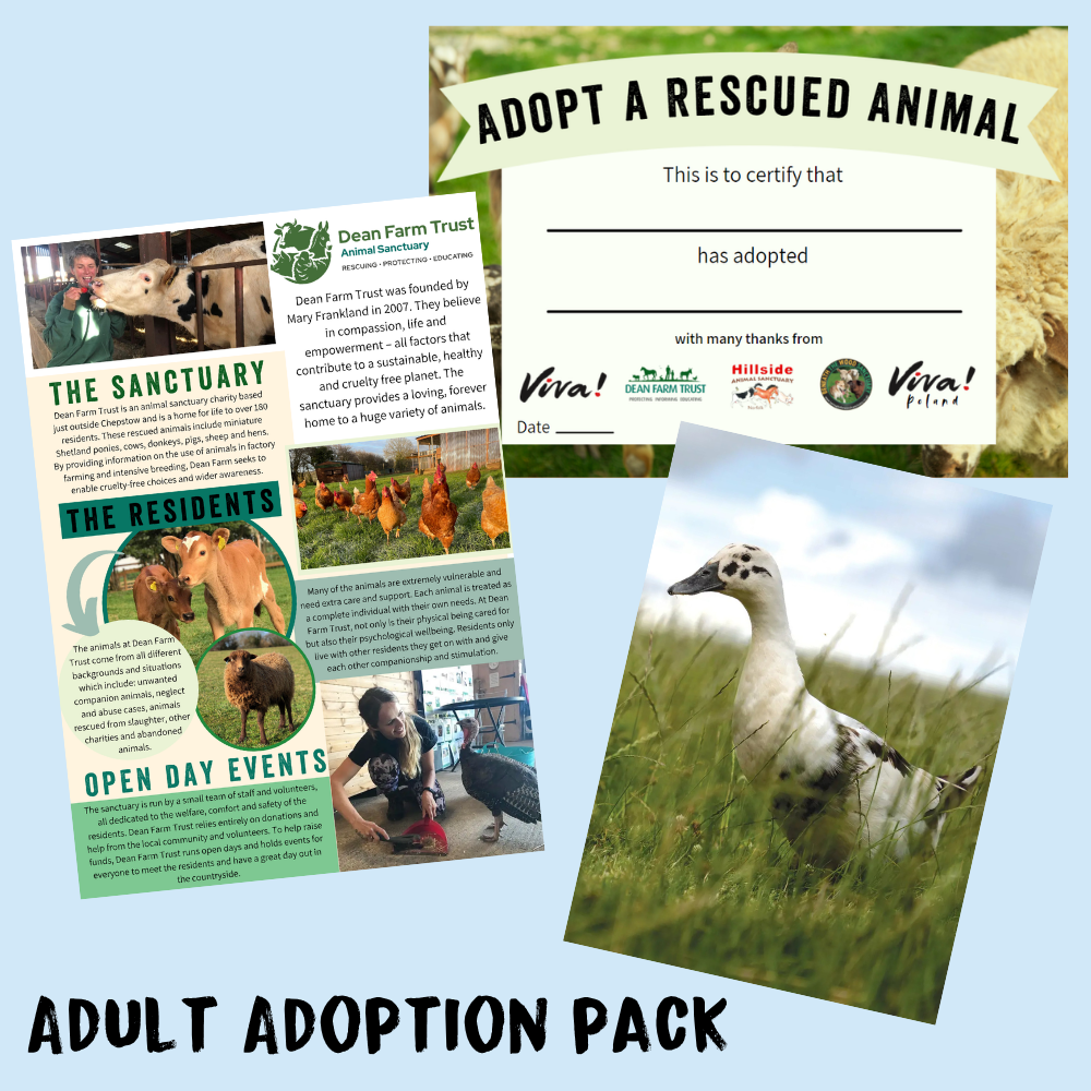 Adopt June the Duck