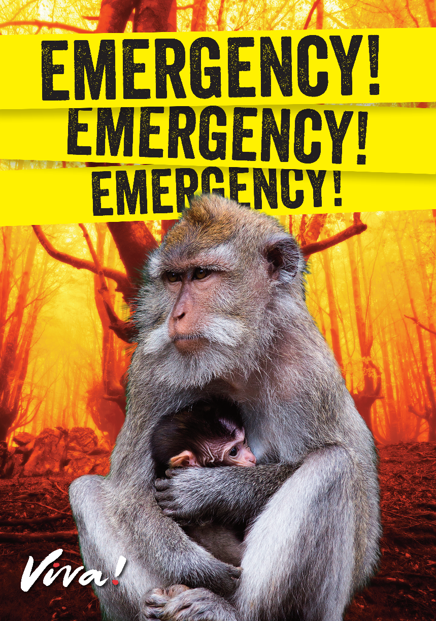 Emergency! Emergency!: Vegan Now Leaflets x 50 Viva! Shop