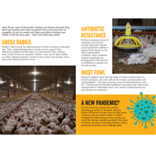 Life is Cheep? Broiler Chicken Leaflets x 50