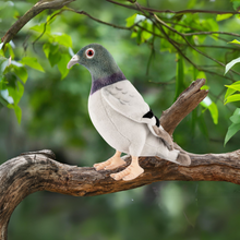 Living Nature Plush Pigeon Toy Viva! Shop