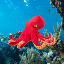 Living Nature Common Octopus