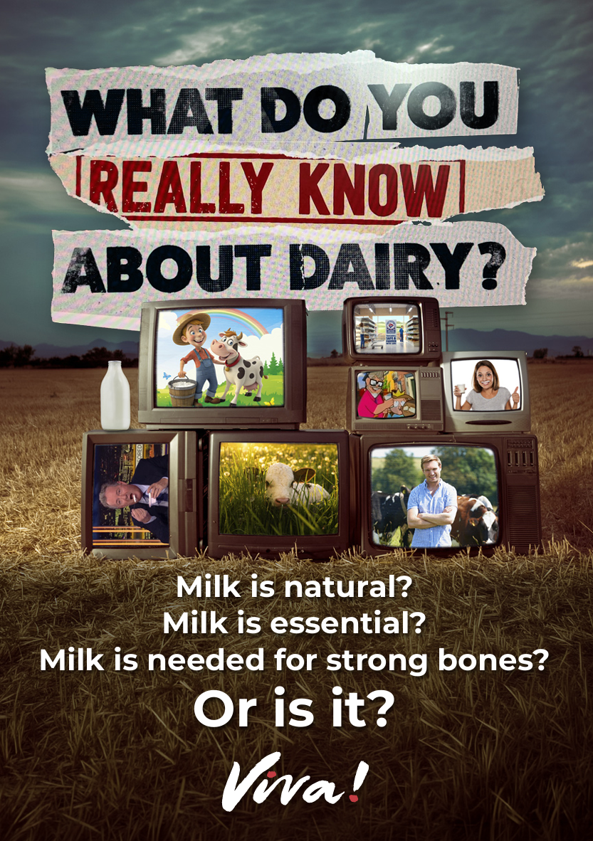 A promotional poster with the headline 'WHAT DO YOU REALLY KNOW ABOUT DAIRY?' over a farm field, showing multiple television screens displaying dairy-related scenes and questions about milk. The VIVA! logo appears at the bottom.