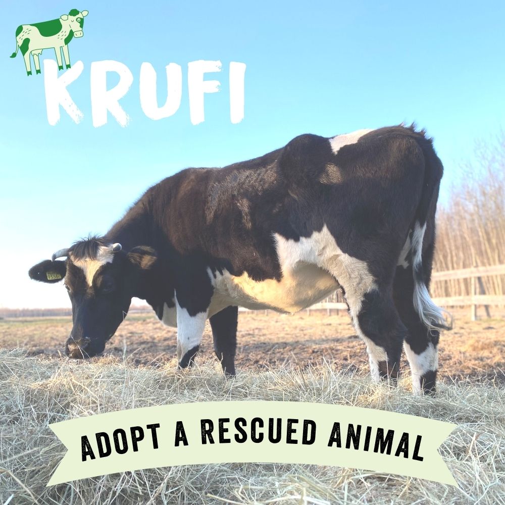 Adopt Krufi the Cow Viva! Shop