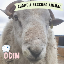 Adopt Odin the Sheep - Adoption Scheme - Viva! Shop