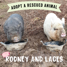 Adopt Rodney and Laces the Pigs - Adoption Scheme - Viva! Shop