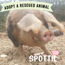 Adopt Spottie the Pig - Adoption Scheme - Viva! Shop