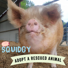 Adopt Squidgy the Pig - Adoption Scheme - Viva! Shop