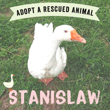 Adopt Stanislaw the Goose Viva! Shop