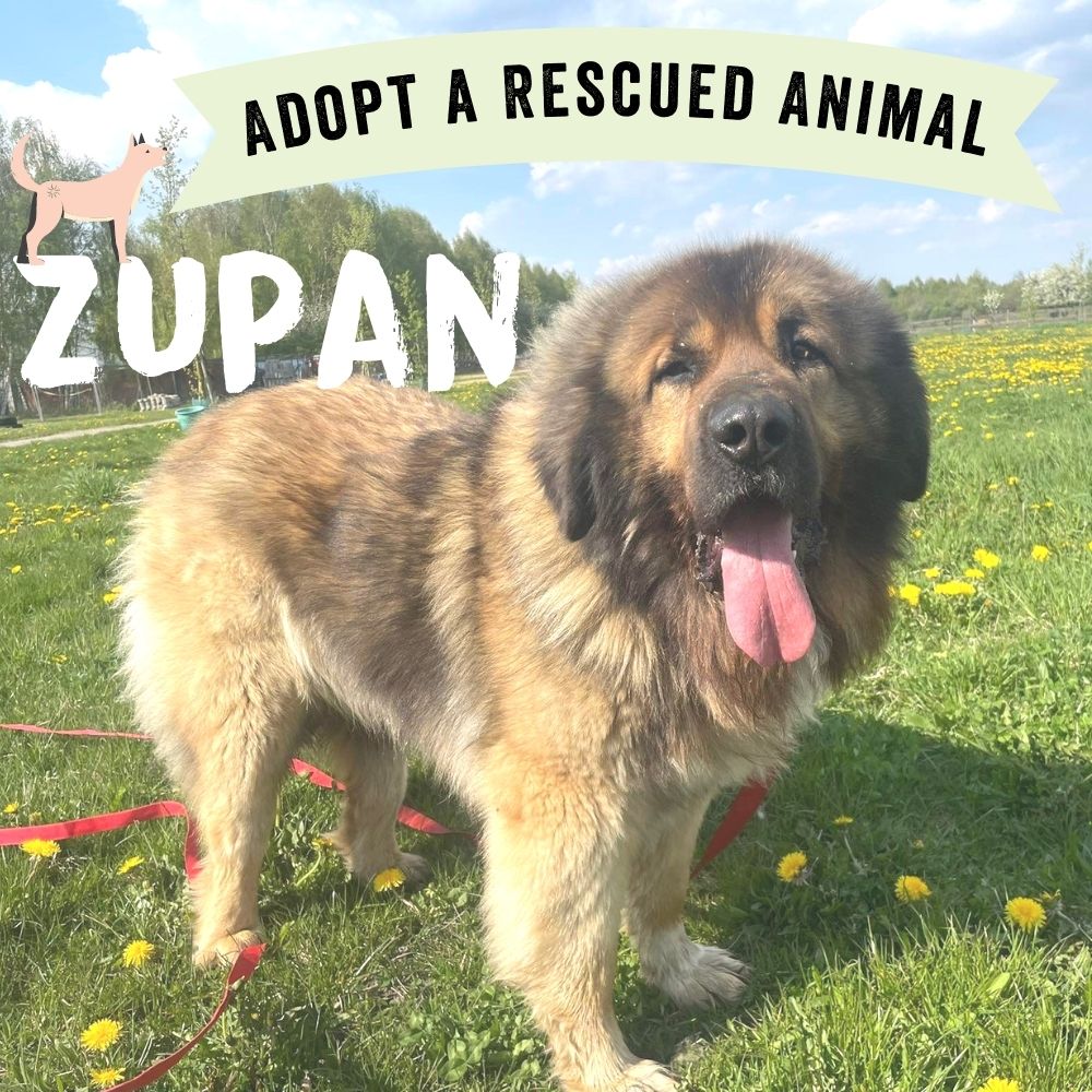 Adopt Zupan the Dog Adopt Viva! Shop