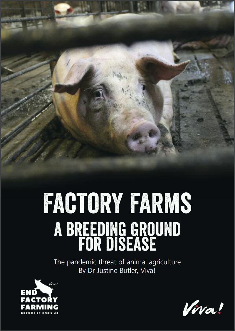 Factory Farms – a breeding ground for disease, the pandemic threat of animal agriculture- Viva! Shop