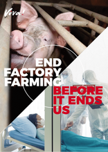 End Factory Farming Leaflets x 30 Viva! Shop