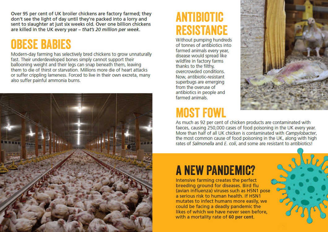 Life is Cheep Broiler Chicken Leaflets x 50 Gifts for Life Viva