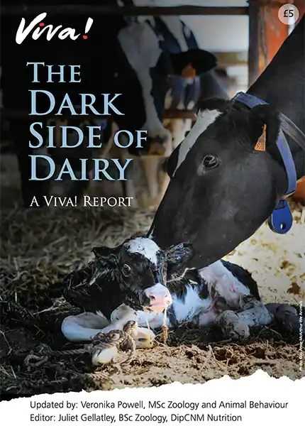 The Dark Side of Dairy Report Viva! Shop